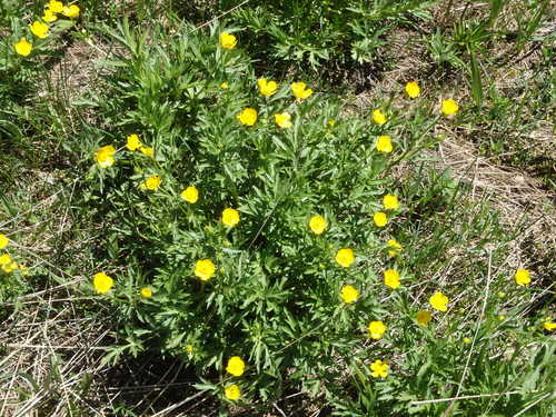 GDMBR: A field of Buttercups.